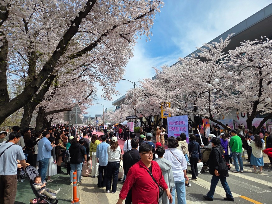0407 2026 안동 벚꽃축제  체류형 관광 성과 확인 (1).jpg