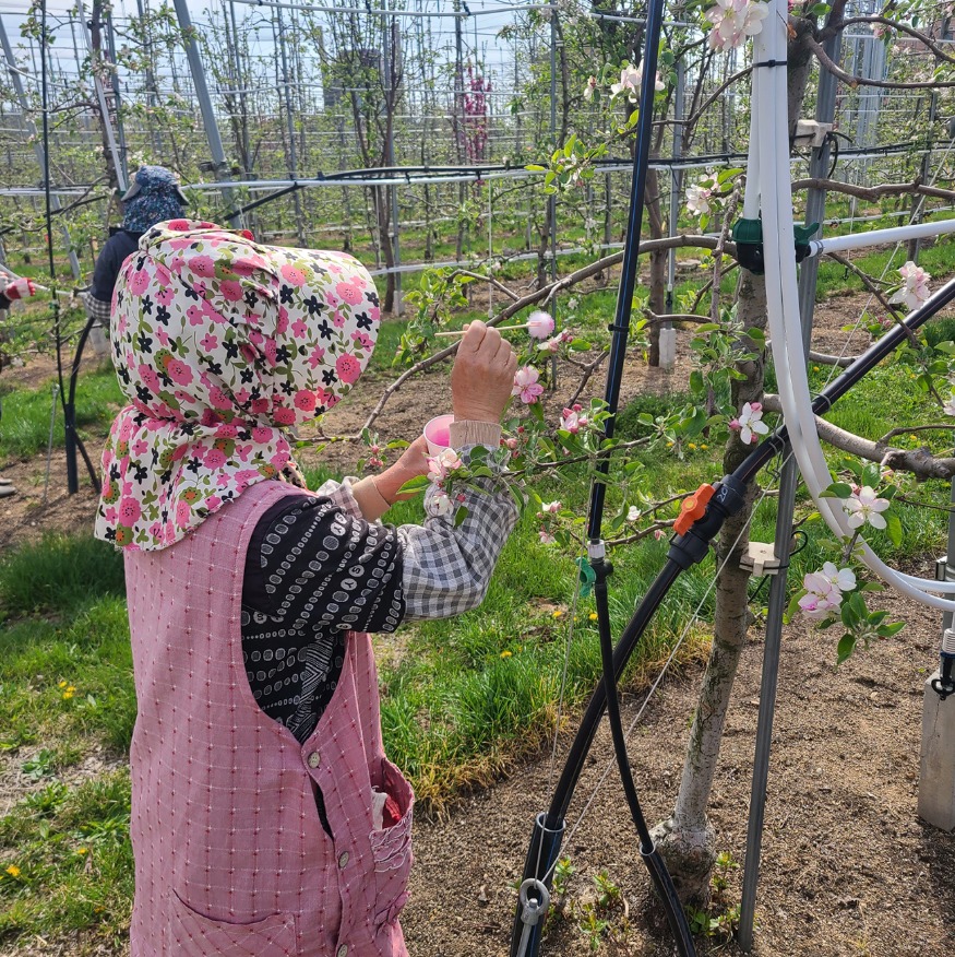 0415 안동시  사과 저온 피해 극복 위해 ‘인공수분’ 당부 (1).jpg