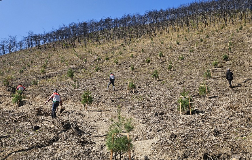 0420 안동시  산불 피해지 복원 위한 ‘봄철 조림 사업’ 총력 (1) (1).jpg
